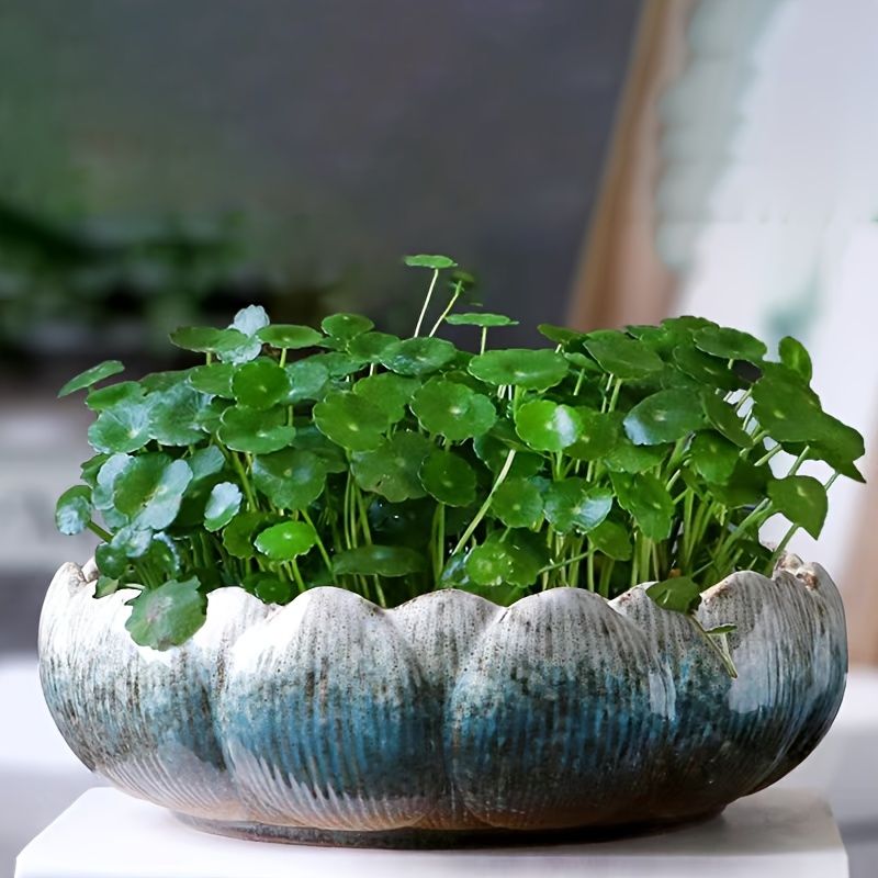 Hydroponic Ceramic Flower Pot for Water Lily and Lotus